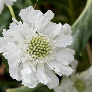 Scabiosa White 14cm Pot