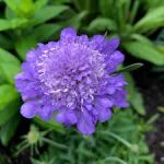 Scabiosa Incisa Blue 14cm Pot