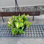 Heart Leaf Philodendron Brasil 20cm Hanging Basket