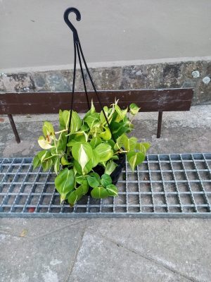 Heart Leaf Philodendron Brasil 20cm Hanging Basket