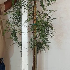 Schinus Molle (False Pepper) Tree 20lt