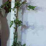 Schotia Brachypetala 20lt