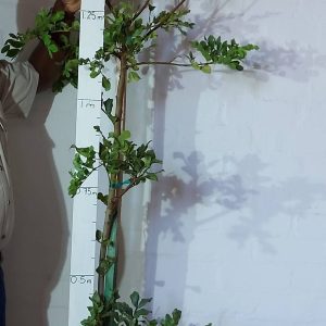 Schotia Brachypetala 20lt