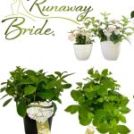 Hydrangea Runaway Bride PBR 26cm Pot