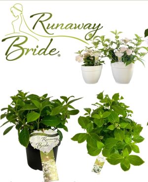 Hydrangea Runaway Bride PBR 26cm Pot