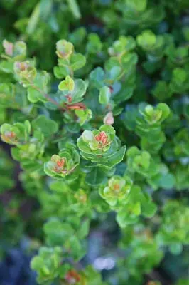 Searsia Crenata 20lt