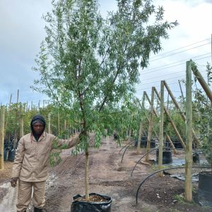 Searsia Pendulina 125lt