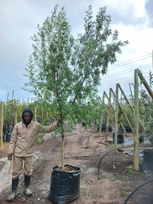 Searsia Pendulina 125lt