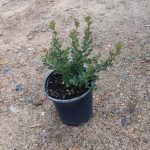 Searsia Crenata 17cm Pot