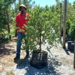 Searsia Crenata Alex (large leaf) 70lt