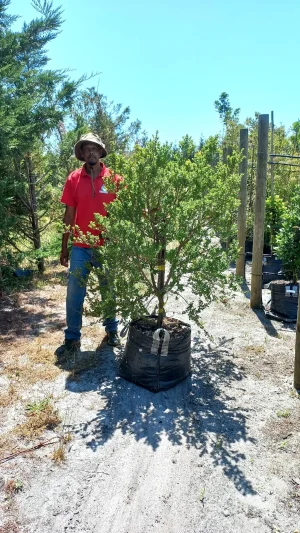Searsia Crenata Alex (large leaf) 70lt