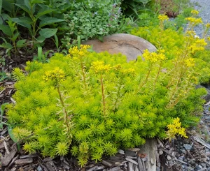 Sedum 'Angelina' 9cm Pot
