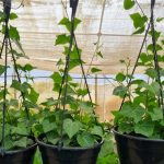 Senecio Macroglossus Green 20cm H/B