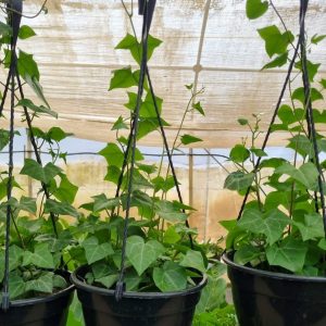 Senecio Macroglossus Green 20cm H/B