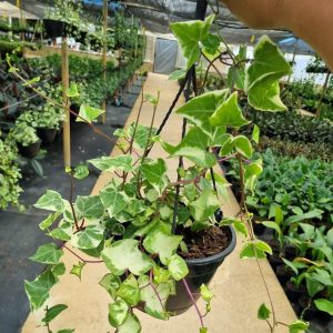 Senecio Macroglossus Variegated 20cm H/B