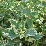 Senecio-Tamoides-Variegated.jpg Senecio Tamoides Variegated 15cm Pot