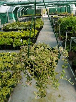 String Of Dolphins 20cm Hanging Basket