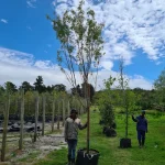 Searsia Pendulina 125lt