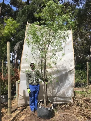 Searsia Pendulina 70lt