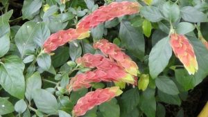 Shrimp Plant 17cm Pot