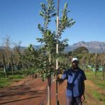 Sideroxylon Inerme 200lt