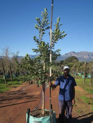 Sideroxylon Inerme 200lt