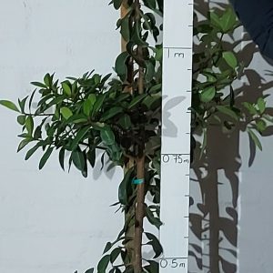 Sideroxylon-inerme-Tree-scaled-1.jpg Sideroxylon Inerme 20lt