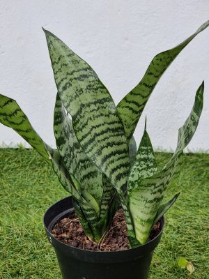 Sansevieria Medium 15cm Pot