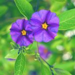 Blue Potato Bush 17cm Pot