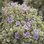 Solanum Rantonnetii Variegated 10lt Ball