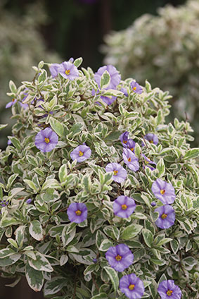 Solanum Rantonnetii Variegated 10lt Ball