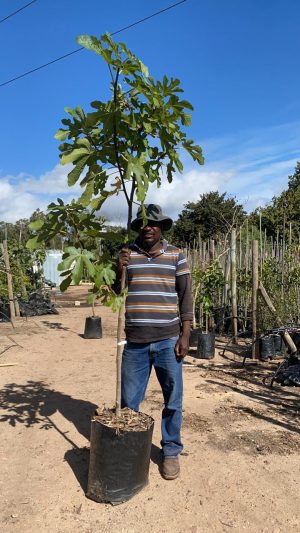 Southern Black Fig Tree 40lt