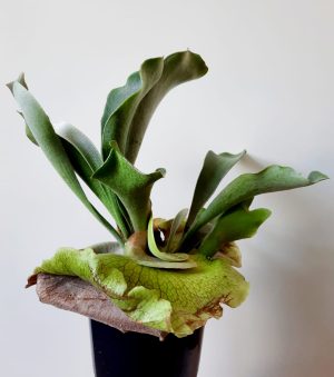 Staghorn Fern 14cm Pot