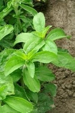 Stevia Sugar Herb 12cm Pot