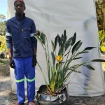 Strelitzia Reginae Mandela's Gold 70lt