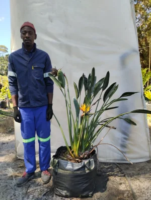 Strelitzia Reginae Mandela's Gold 70lt