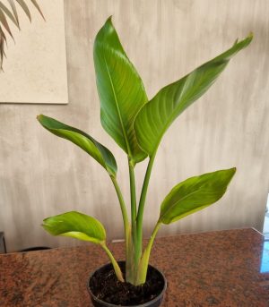 Strelitzia Nicolai 14cm Pot