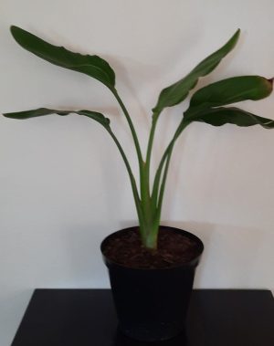 Strelitzia Nicolai 20cm Pot