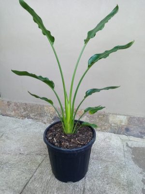 Strelitzia Nicolai 35cm Pot