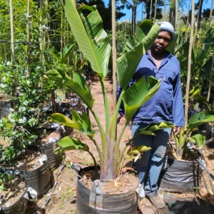 Strelitzia-nicolai-70lt-RH.webp Strelitzia Nicolai 70lt