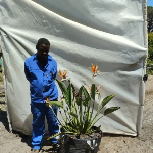 Strelitzia-reginae.webp Strelitzia Reginae 70lt