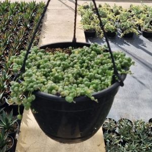 String of Pearls Variegated 21cm HB
