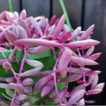 String of Rubies (Senecio othonna) 20cm Hanging Basket
