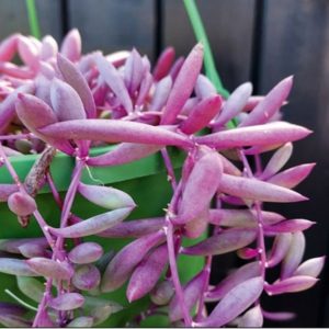 String of Rubies (Senecio othonna) 20cm Hanging Basket