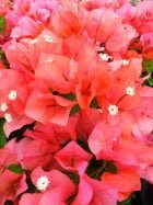 Arnelia Bougainvillea Sandowne Orange 20lt