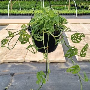Swiss-Cheese-hanging-basket.jpeg Swiss Cheese Monstera 20cm Hanging Basket