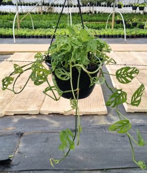 Swiss-Cheese-hanging-basket.jpeg Swiss Cheese Monstera 20cm Hanging Basket