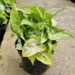 Syngonium Robusta 14cm Pot