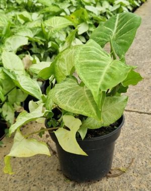 Syngonium White Butterfly 14cm Pot