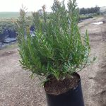 Syzygium Pondoense 10lt